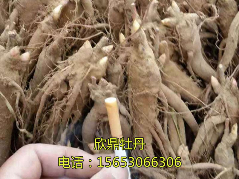 药用芍药苗