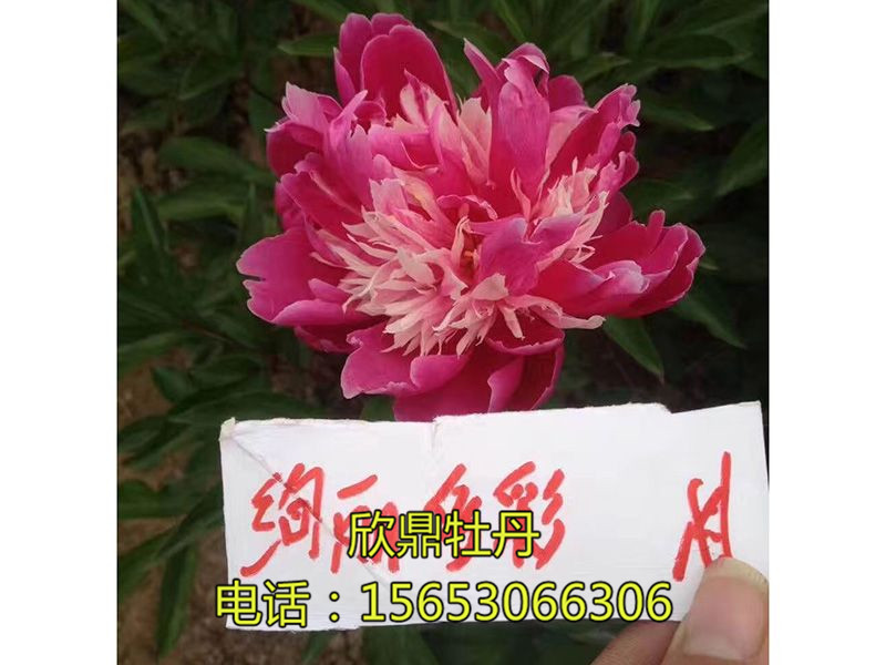 绚丽多彩A