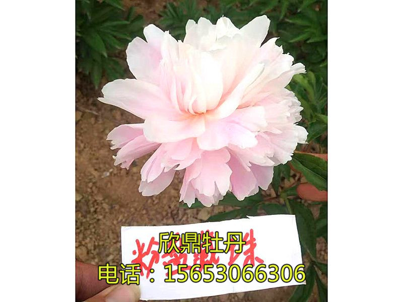 粉盘藏珠