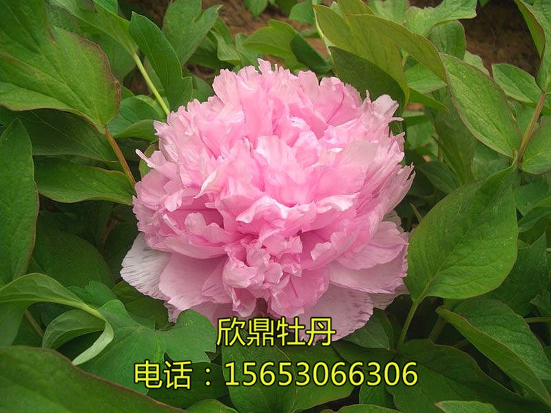 清心蓝