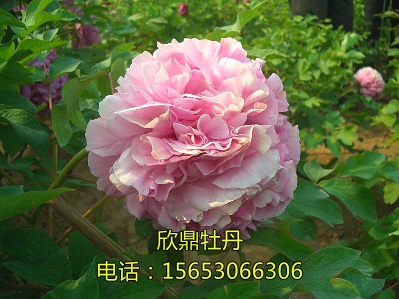 青翠兰