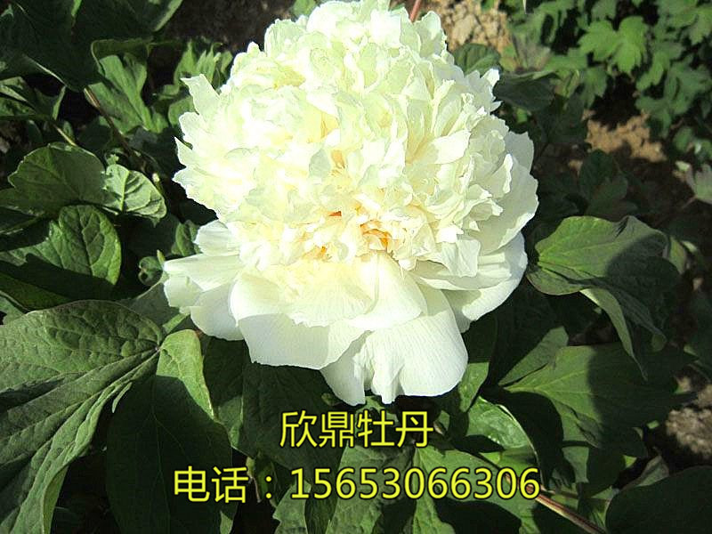 银月