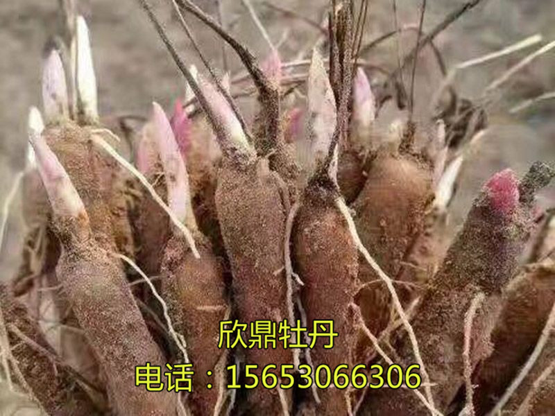 药用芍药苗
