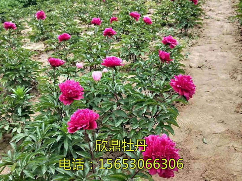 红色芍药