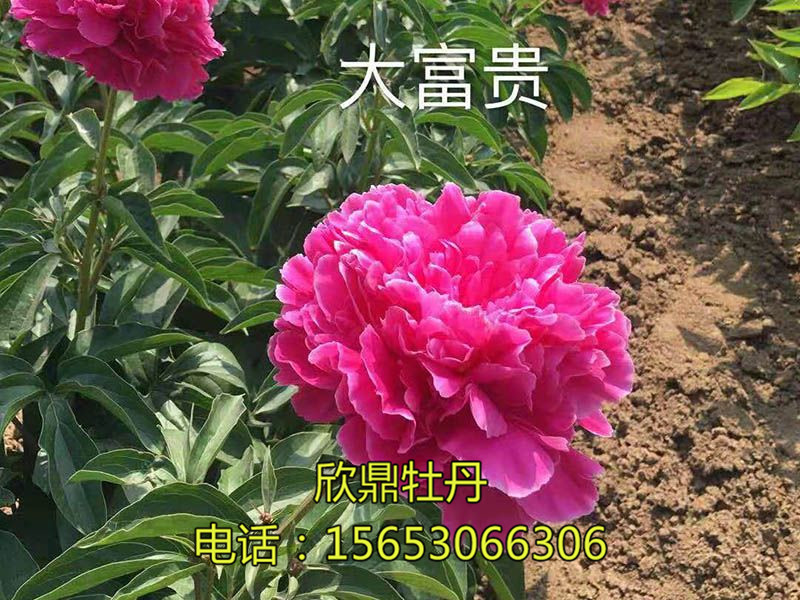 图文信息 产品展示 观赏芍药 红色系 大富贵 芍药,别名别离草,花中