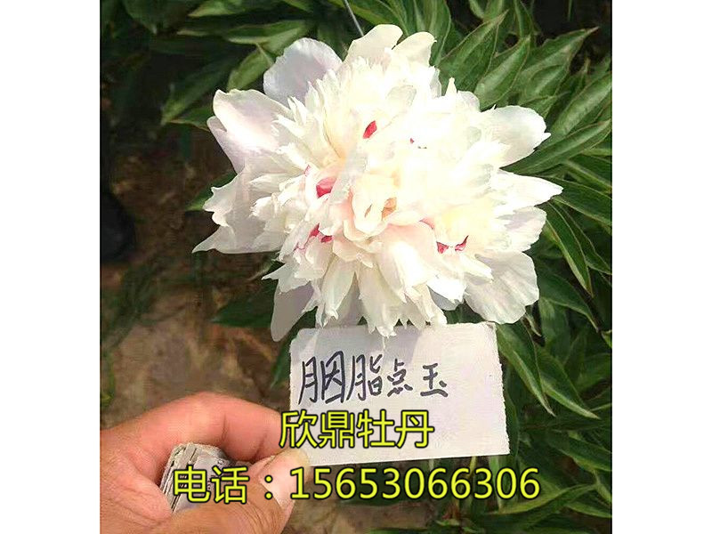 胭脂点玉