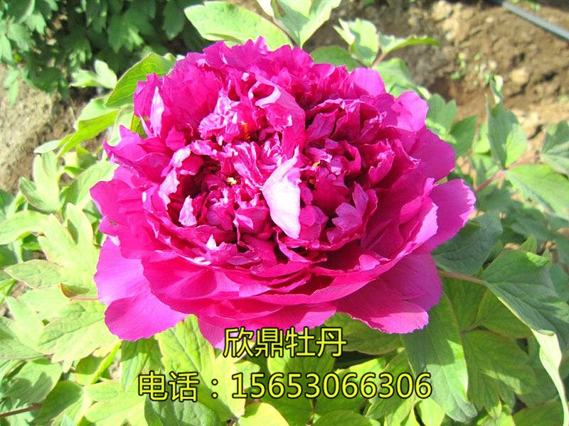 产品展示 观赏牡丹 紫色系 紫绒剪彩  紫绒剪彩 紫绒剪彩  牡丹是芍药