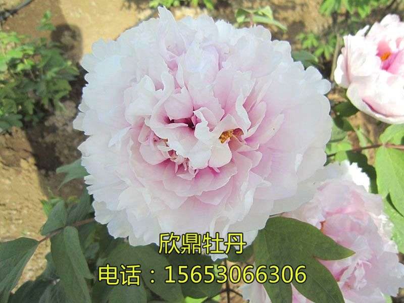 紫气东来