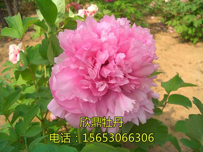 紫蓝魁