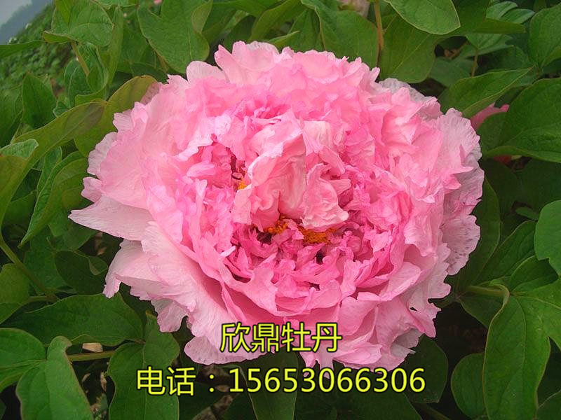 云蒸霞蔚