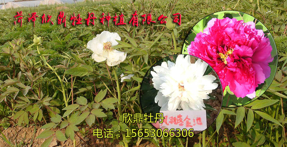 菏泽欣鼎牡丹种植有限公司