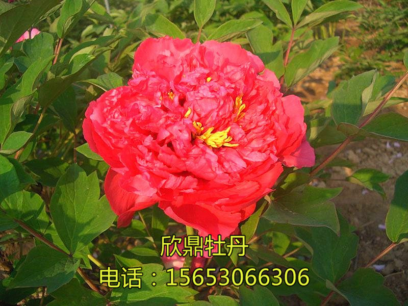 脂红·日本系