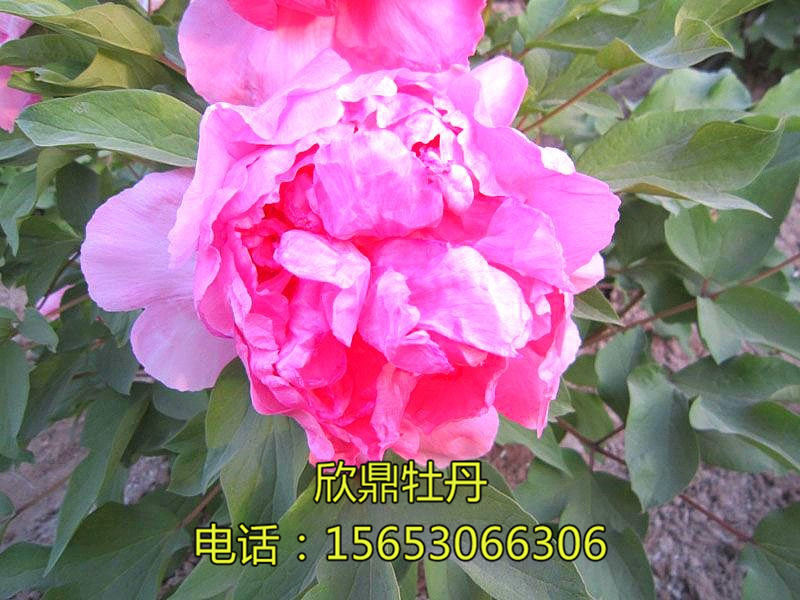 映红楼