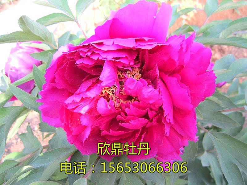 晓云