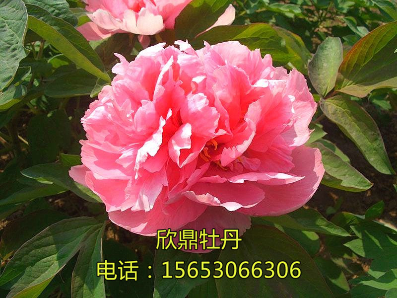 天姿国色