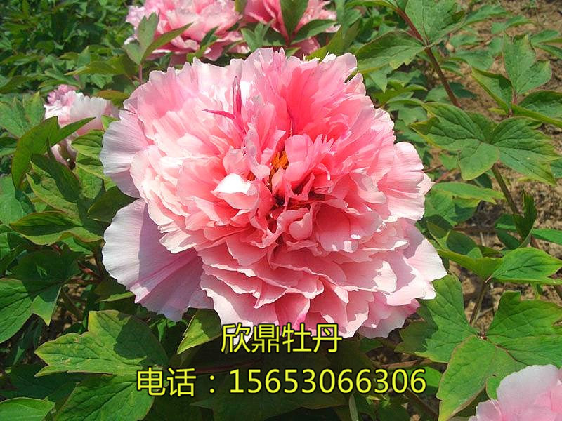 桃花飞雪