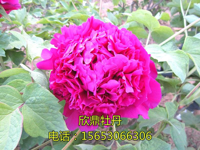 首案红