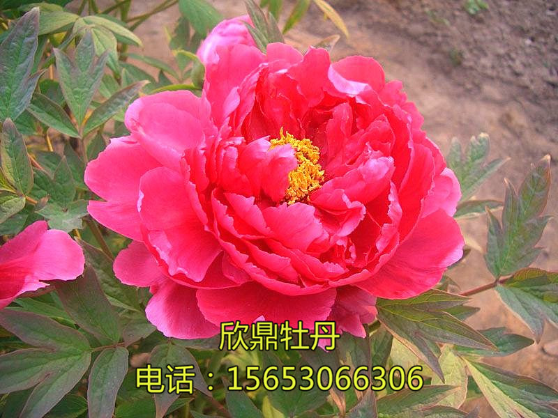 日本系太阳