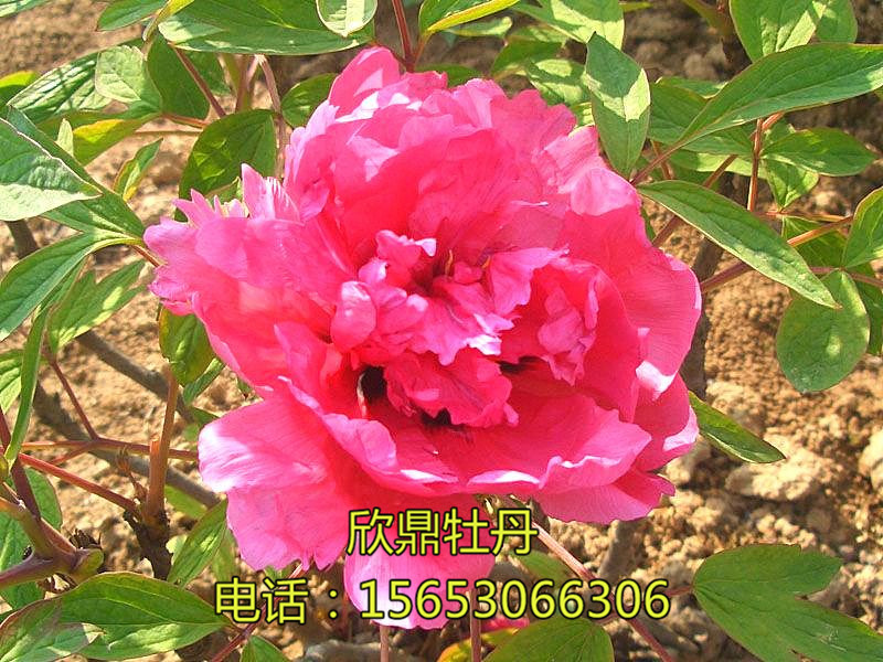 秦红