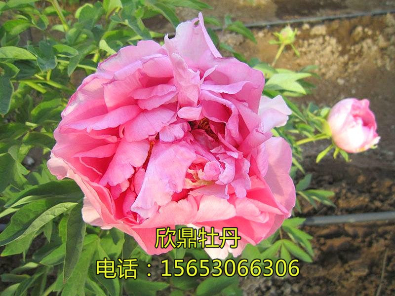 李园春