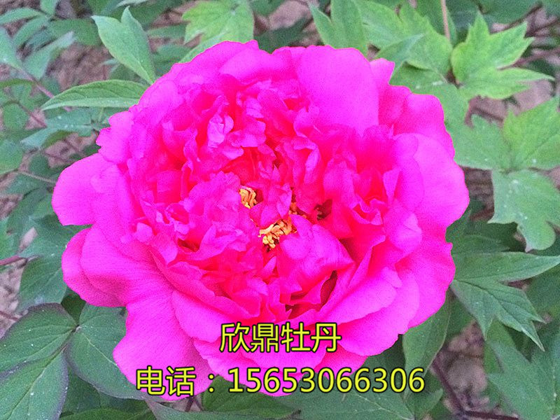 芳记·日本系