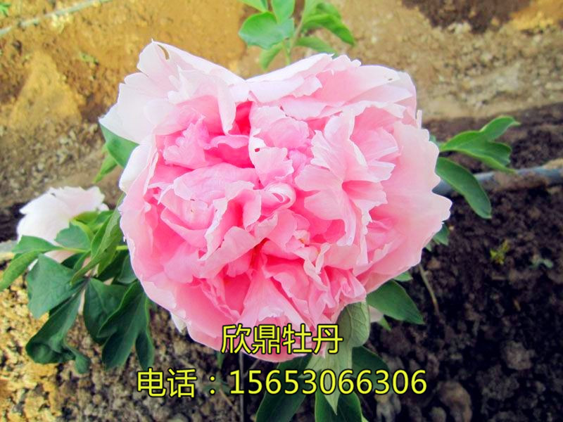 网站首页 图文信息 产品展示 观赏牡丹 粉色系 娇子 娇子 娇子 牡丹