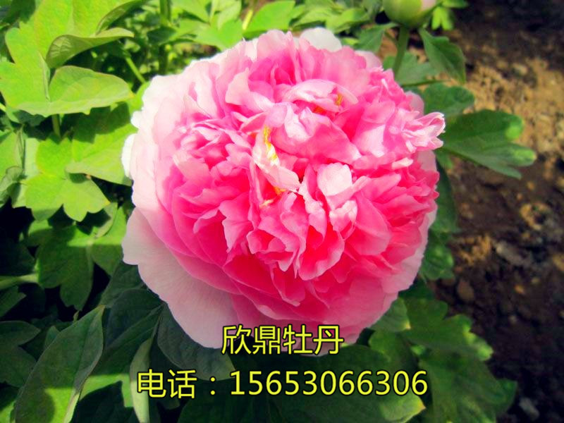 贵妃插翠