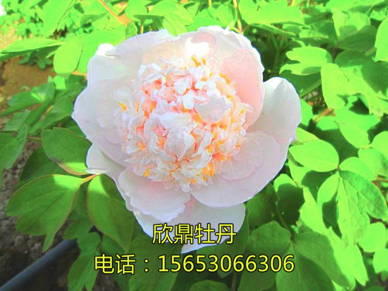 白鹤卧雪