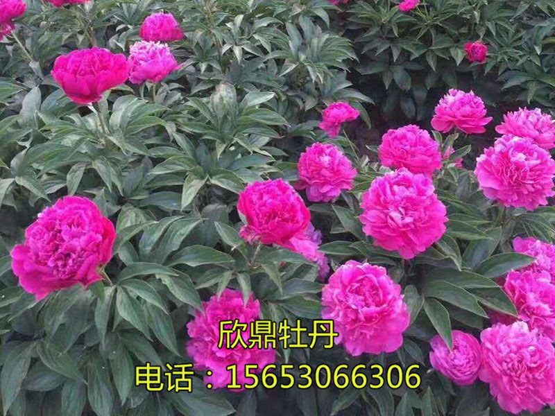 牡丹芍药的夏季保鲜