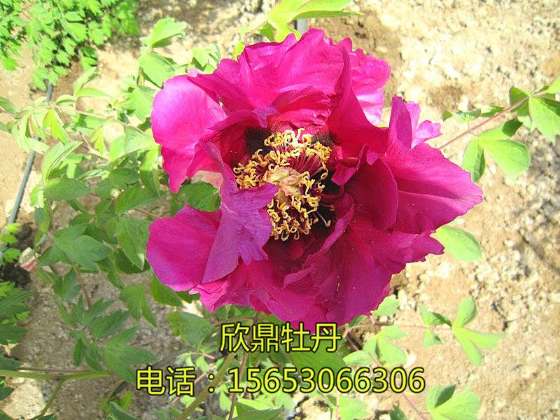 枣园红