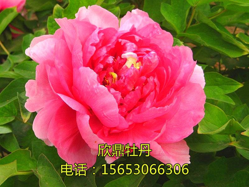 迎日红