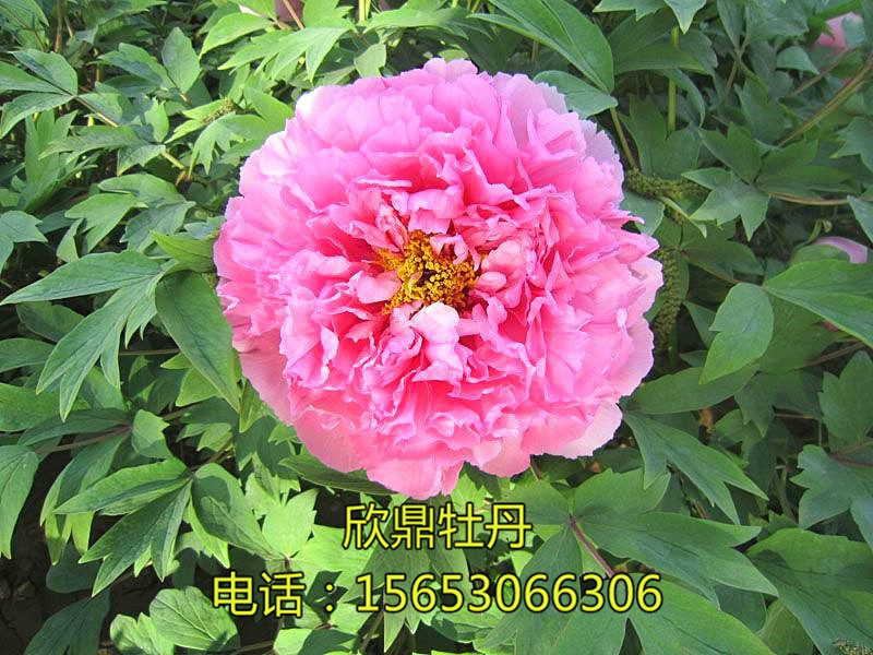 银红巧对