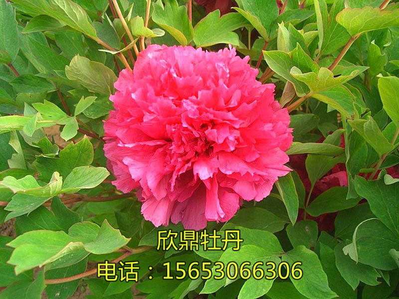 一品红