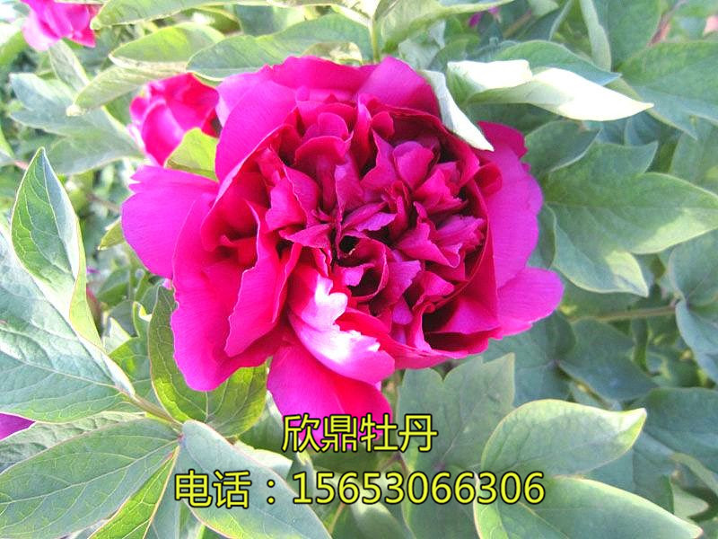 新世纪