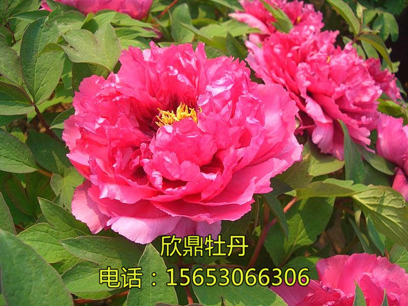 桃红娇艳