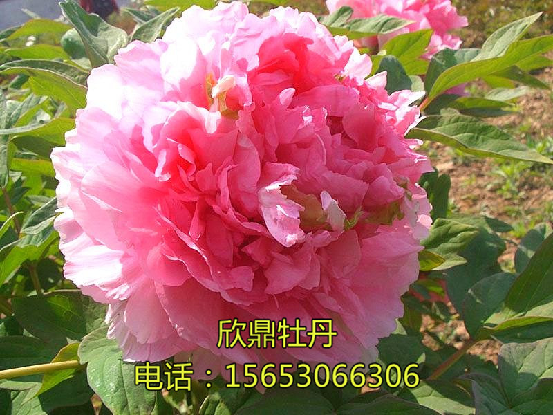 桃红飞翠