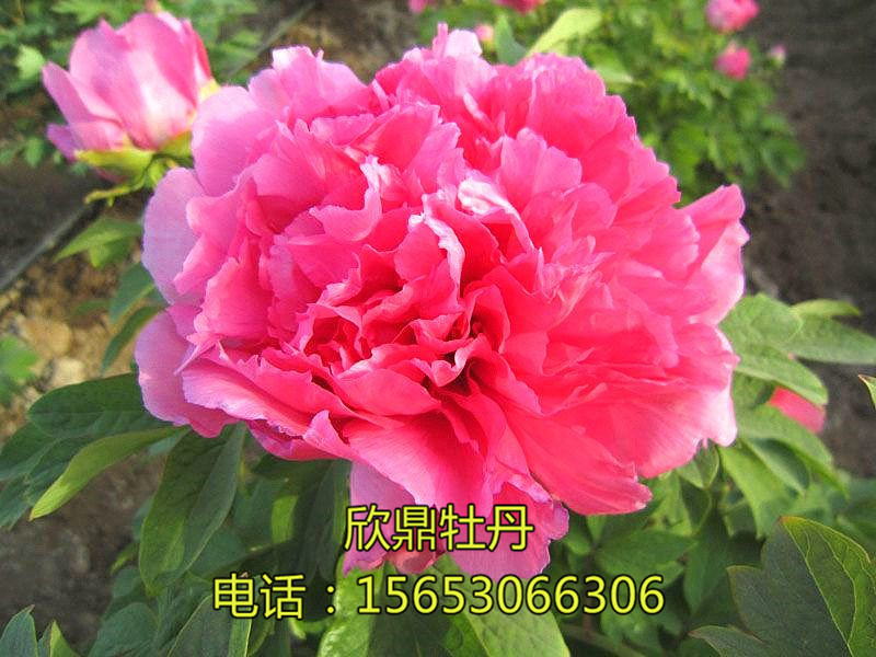 清照似品红