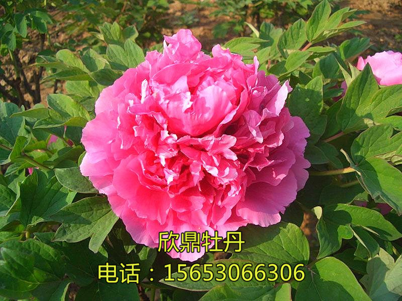 鲁荷红