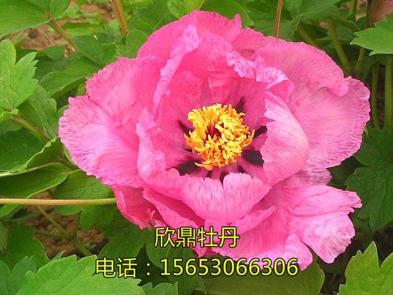 劳动红