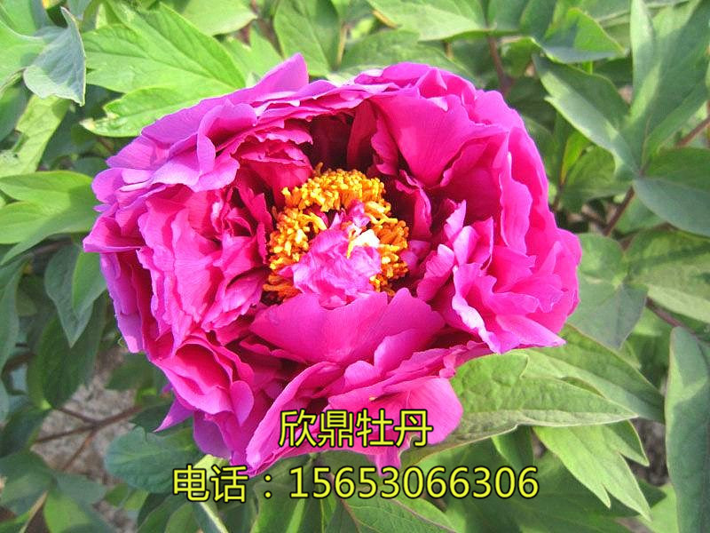 葵花红