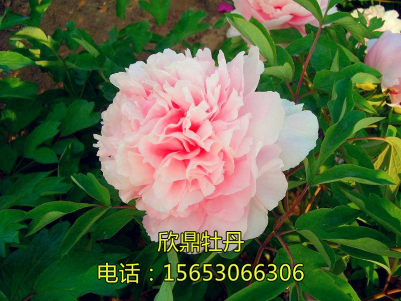 赵粉