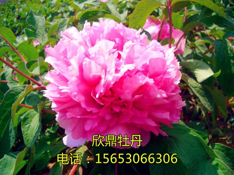 盛丹炉