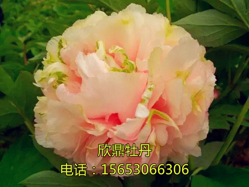 绿香球
