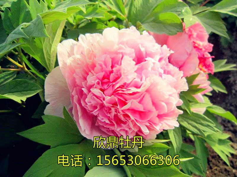 鲁粉