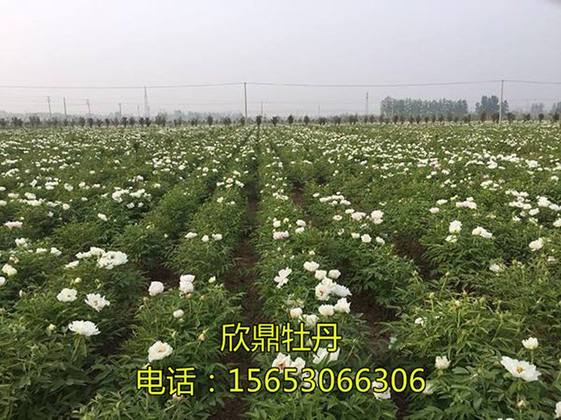 网站首页 图文信息 种植基地 牡丹基地  牡丹基地 联系人:李经理 联系