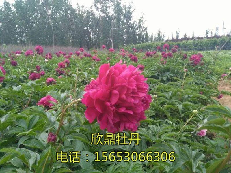 网站首页 图文信息 种植基地 牡丹基地  牡丹基地 联系人:李经理 联系