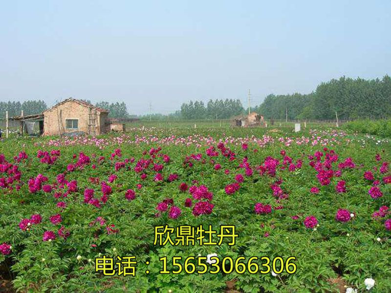 网站首页 图文信息 种植基地 牡丹基地