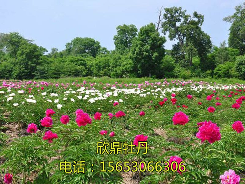 芍药基地