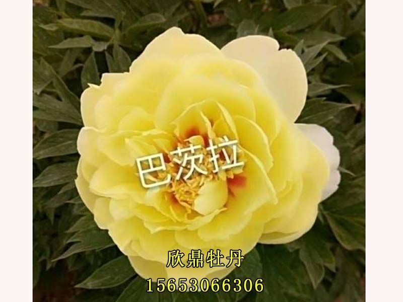 巴茨拉