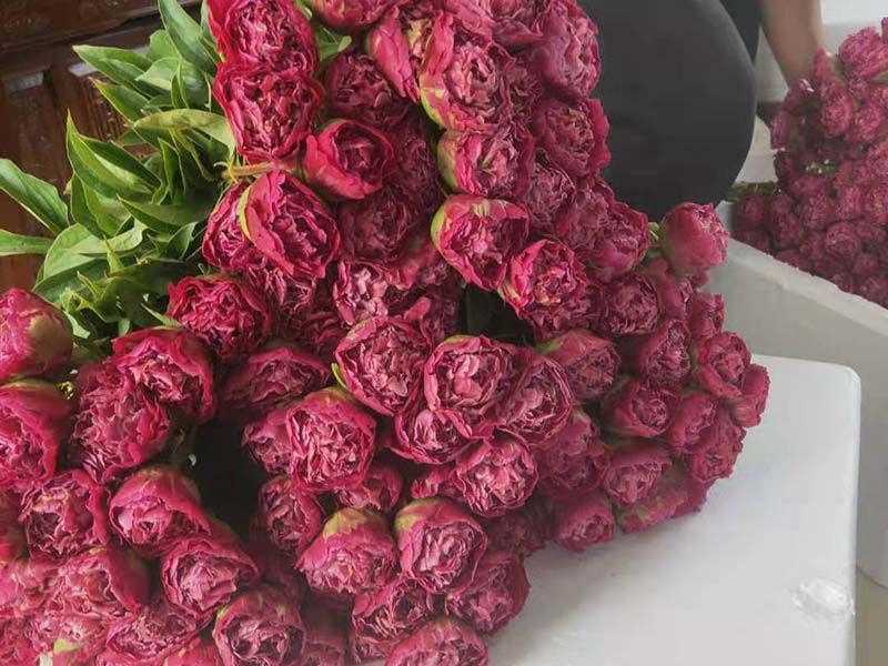 红色芍药